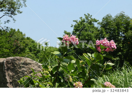 アジサイの花「山田池公園、アジサイ園」大阪府枚方市 アジサイの花「山田池公園、アジサイ園」大阪府枚方市 32483843