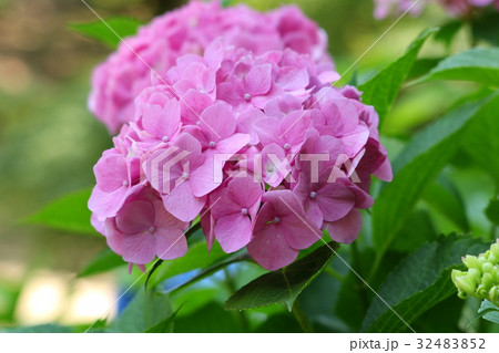 アジサイの花「山田池公園、アジサイ園」大阪府枚方市 32483852