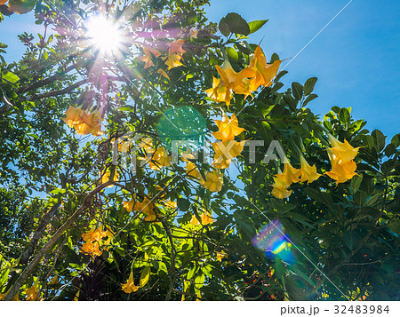 light purple orchids live in the tree. light purple orchids live in the tree. 32483984