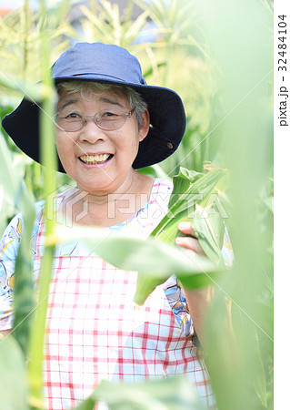 トウモロコシ収穫 32484104