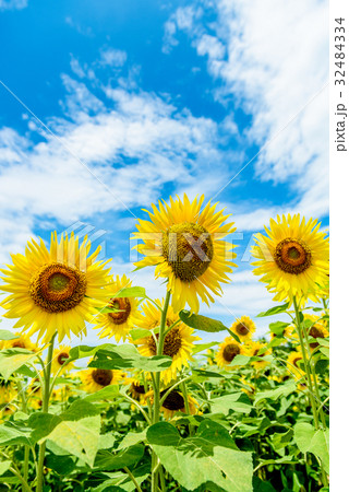 ひまわり　夏　ひまわりの丘公園 32484334