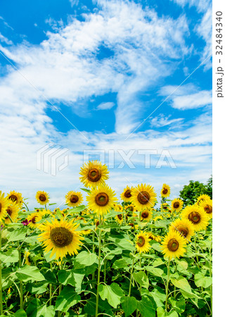 ひまわり　夏　ひまわりの丘公園 32484340