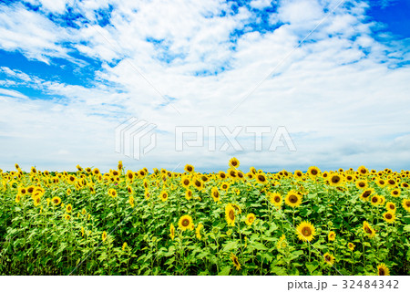 ひまわり　夏　ひまわりの丘公園 32484342