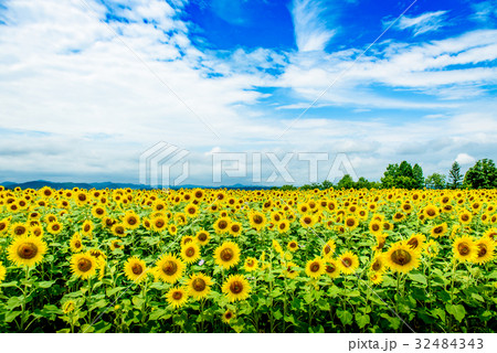ひまわり 夏 ひまわりの丘公園 ひまわり 夏 ひまわりの丘公園 32484343