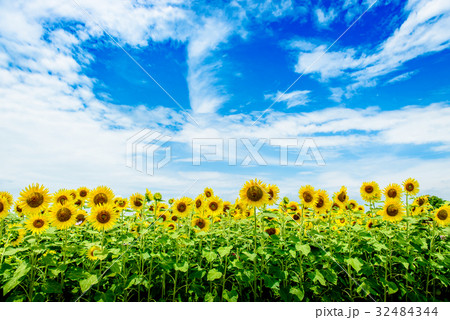 ひまわり 夏 ひまわりの丘公園 ひまわり 夏 ひまわりの丘公園 32484344