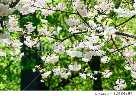 cherry blossom in gardent from Hallstatt Bahnhst cherry blossom in gardent from Hallstatt Bahnhst 32484394