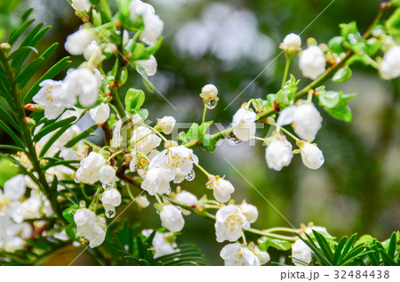 cherry blossom and dewdrop in gardent cherry blossom and dewdrop in gardent 32484438