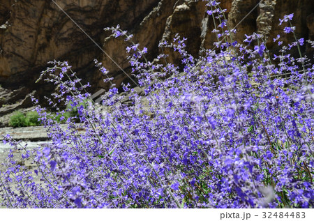 purple flower in garden from austria purple flower in garden from austria 32484483