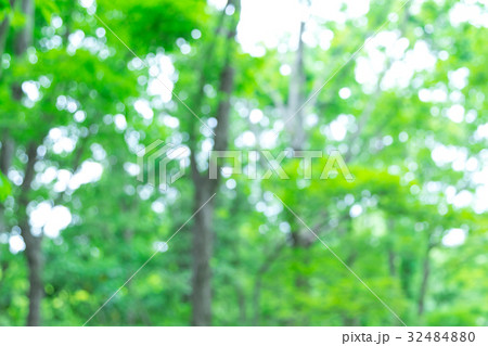 新緑イメージ 合成用背景素材 緑の背景 植物 春 初夏 木漏れ日 緑とコピースペース 新緑イメージ 合成用背景素材 緑の背景 植物 春 初夏 木漏れ日 緑とコピースペース 32484880