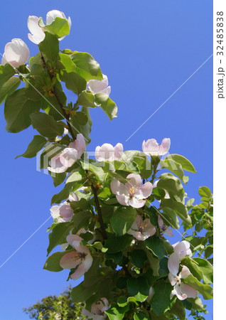 マルメロ(スミルナ)の花 マルメロ(スミルナ)の花 32485838