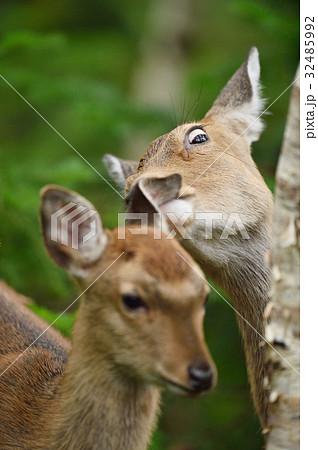母鹿の顔が本気 北海道のエゾシカ の写真素材