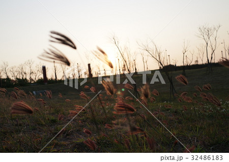 ヨシ リード 葦 32486183