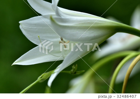 クリナムの花 クリナムの花 32486407