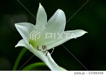 クリナムの花 32486408