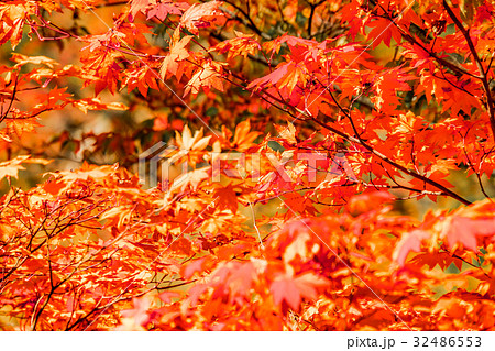 【宮城県】紅葉 【宮城県】紅葉 32486553