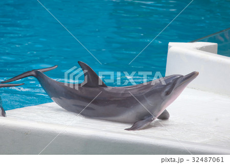 dolphin show 32487061