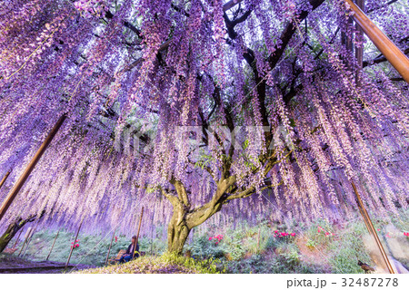 百毫寺の九尺藤 32487278