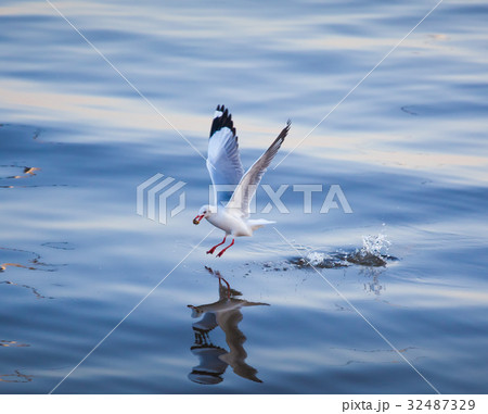 Seagulls eating Seagulls eating 32487329
