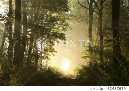 Forest path on a misty spring morning 32487639