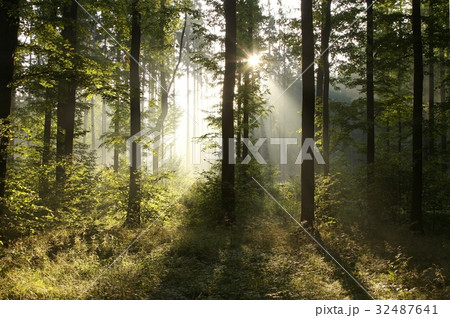 Rising sun enters misty deciduous forest Rising sun enters misty deciduous forest 32487641
