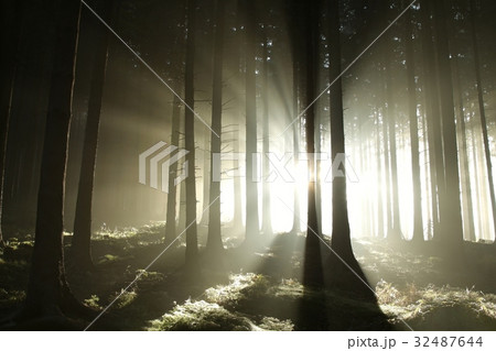 Coniferous forest lit by the morning sun 32487644