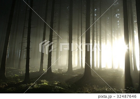 Pine trees lit by the morning sun 32487646