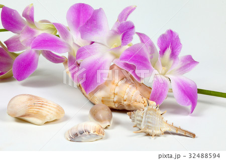 Colorful Orchid Flower Seashell 32488594