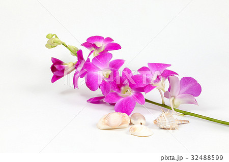Colorful Orchid Flower Seashell 32488599