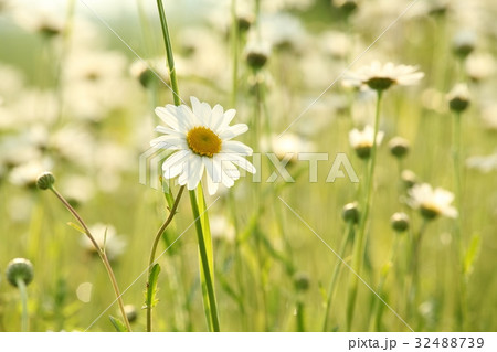Daisies in a meadow 32488739