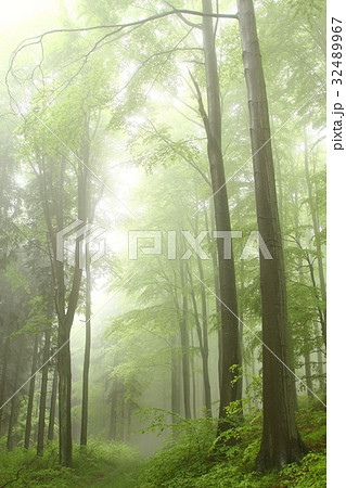Mountain trail in misty spring forest Mountain trail in misty spring forest 32489967