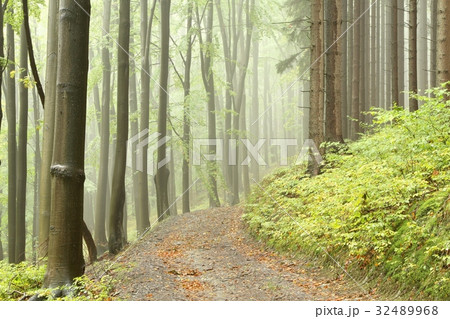 Trail through the beech forest on a foggy morning Trail through the beech forest on a foggy morning 32489968