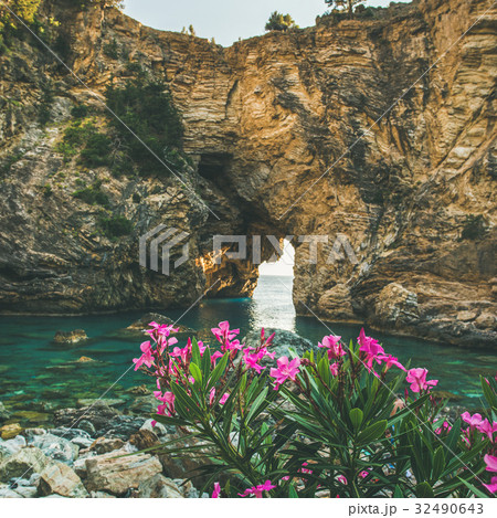 Blooming Rhododendron tree in picturesque sea bay Blooming Rhododendron tree in picturesque sea bay 32490643