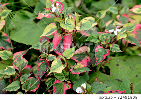 斑入りドクダミの葉 32491808