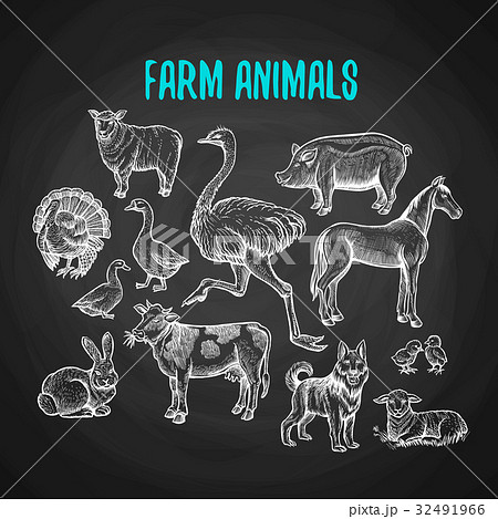 Set of farm animals in chalk style on blackboard 32491966