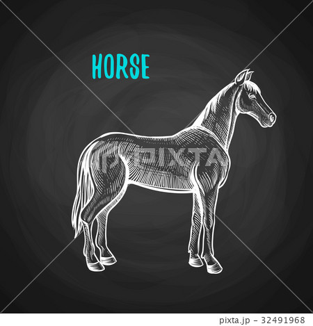 Animal horse in chalk style on blackboard 32491968