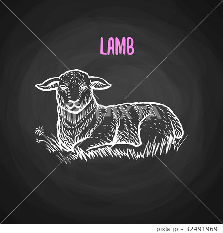 Animal lamb in chalk style on blackboard Animal lamb in chalk style on blackboard 32491969