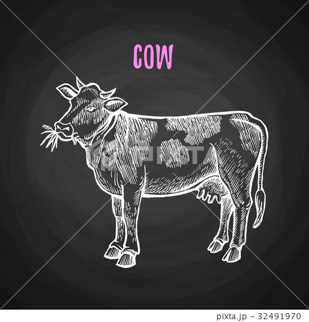 Animal cow in chalk style on blackboard Animal cow in chalk style on blackboard 32491970