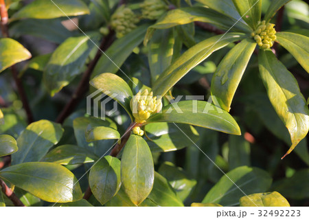 シロバナジンチョウゲの花の蕾 シロバナジンチョウゲの花の蕾 32492223