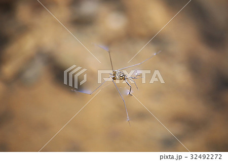 シマアメンボ シマアメンボ 32492272