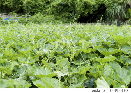 沖縄 しまカボチャ畑 沖縄 しまカボチャ畑 32492430