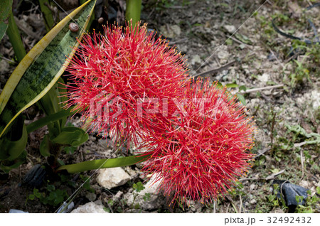 線香花火(フットボールリリー) 線香花火(フットボールリリー) 32492432