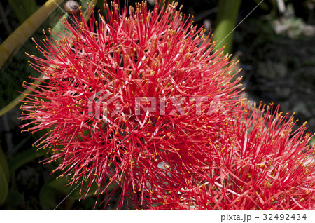 線香花火(フットボールリリー) 線香花火(フットボールリリー) 32492434