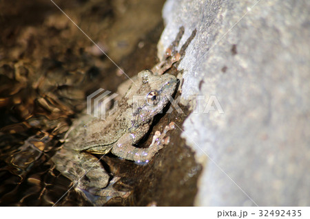 カジカガエル カジカガエル 32492435