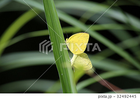 キタキチョウ交尾 32492445