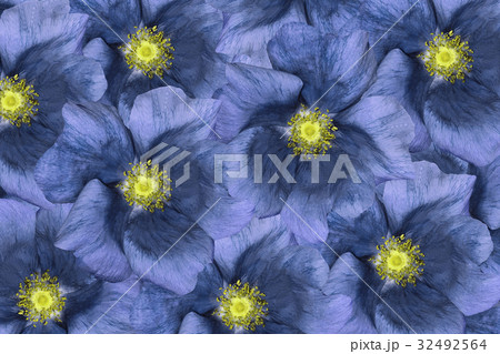 Floral background . Blue flowers. Floral background . Blue flowers. 32492564