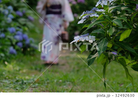 紫陽花 紫陽花 32492630