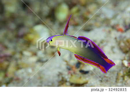 アケボノハゼ 32492835