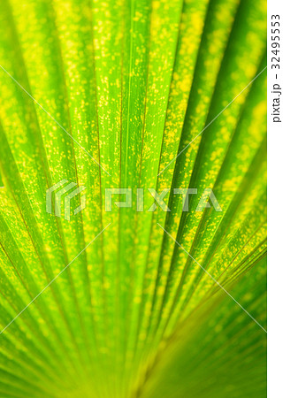 Texture of a green leaf as background 32495553