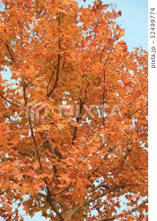 Spectacular Autumn colors in park Spectacular Autumn colors in park 32499774