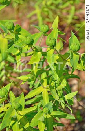 植物：ホルトソウ　トウダイグサ科 32499871